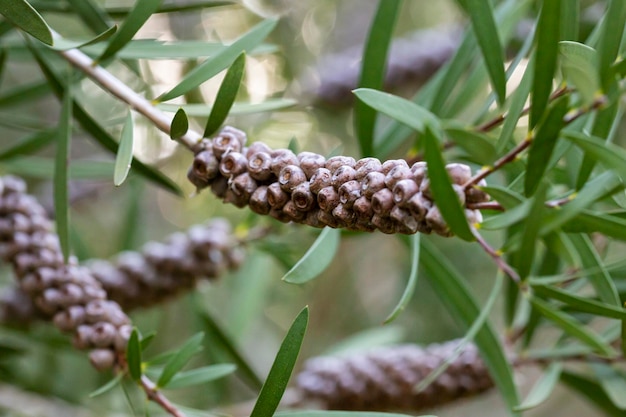 Een plant uit de mirtefamilie myrtaceae en is endemisch in Callistemon rigidus, Oost-Australië