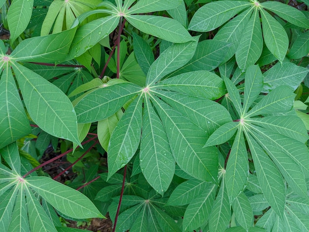 Een plant van cassavebladeren