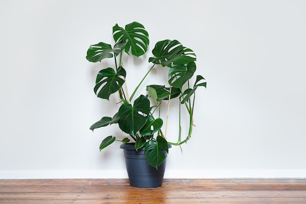 Een plant van Monstera deliciosa of Zwitserse Kaasplant in een grijze bloempot op de lichte achtergrond