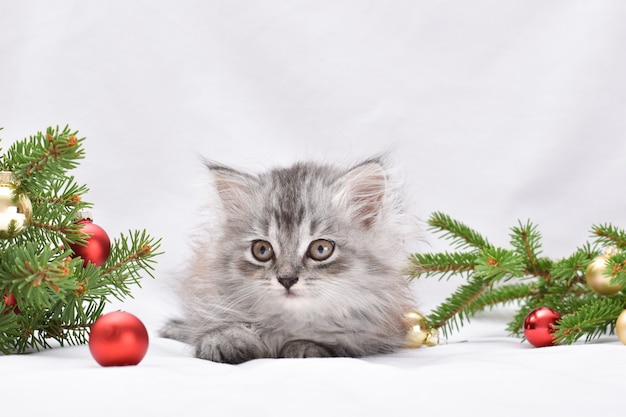 Een pluizig kitten zit op een achtergrond van dennentakken met glazen bollen.