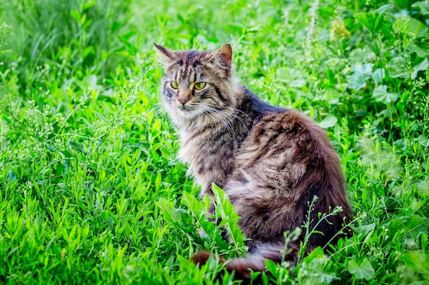 Een pluizige gestreepte kat zit op groen gras