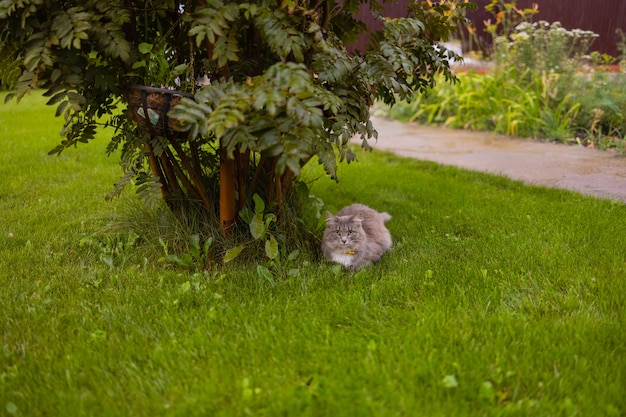 Een pluizige grijze kat zit onder een boom op het gazon.