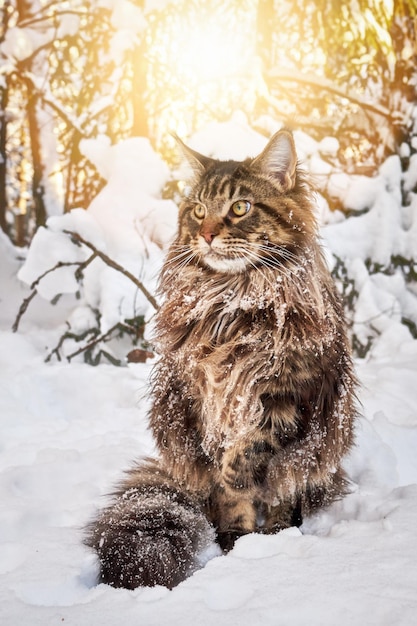 Foto een pluizige grote kat met grote gele ogen zit op de sneeuw in een zonnig winterbos.