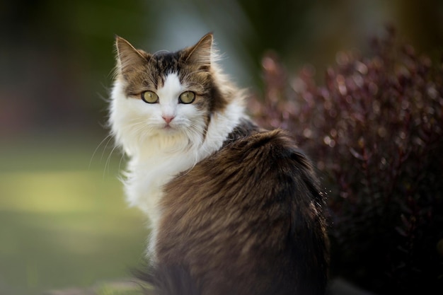 Een pluizige kat met groene ogen zit bij een struik in de tuin.