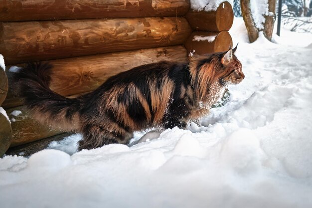 Foto een pluizige kat sluipt door de sneeuw langs een blokmuur de kat jaagt op muizen