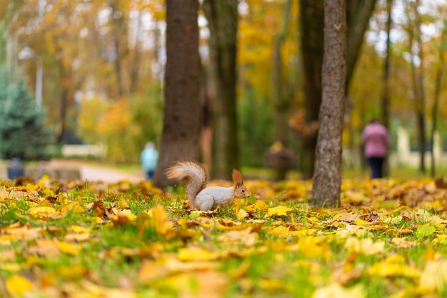 Een pluizige mooie eekhoorn is op zoek naar voedsel tussen gevallen gele bladeren in de herfst in een stadspark.