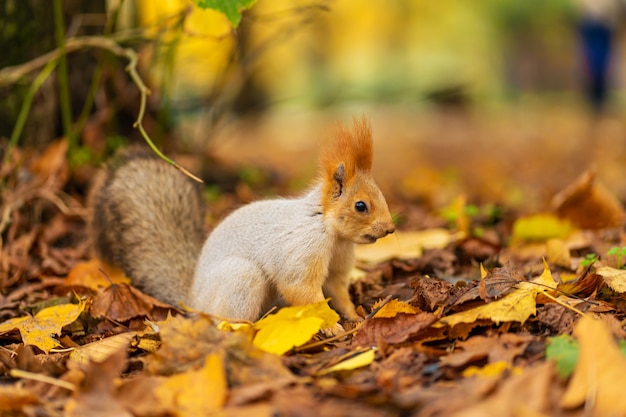 Een pluizige mooie eekhoorn is op zoek naar voedsel tussen gevallen gele bladeren in de herfst in een stadspark.