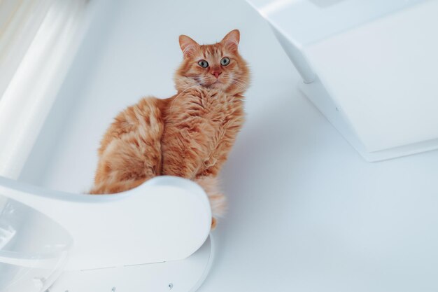 Foto een pluizige rode kat zit op een plank tegen een witte muur.