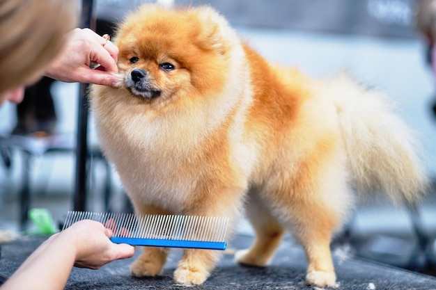 Een pomeranian hond verzorgen met een kam Het concept van tijdige verzorging van het haar van het dier de strijd tegen klitten