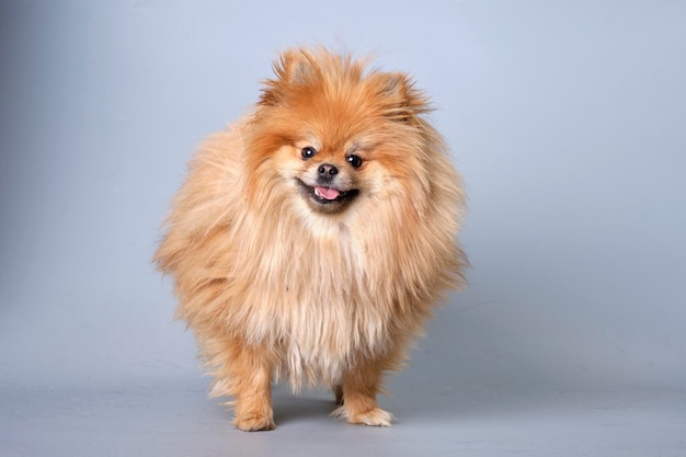 Een Pommeren hond met onverzorgde dikke vacht op een grijze achtergrond