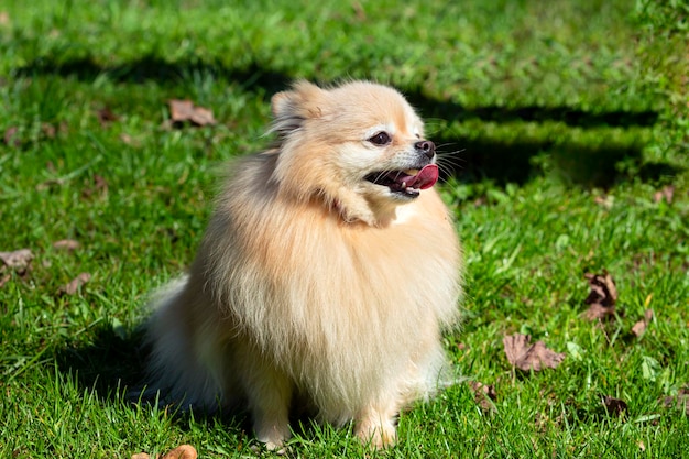 Een Pommerse hond met pluizige vacht zit op het gras