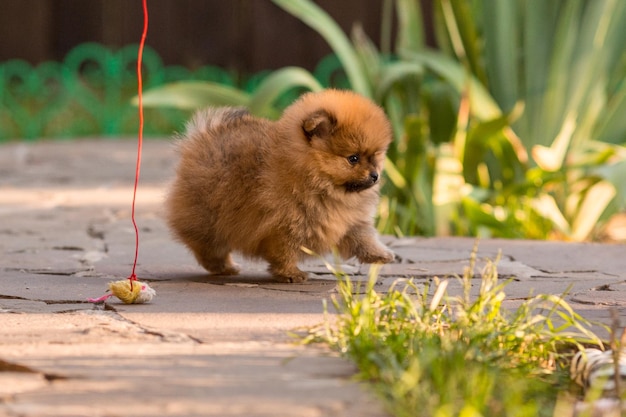 Een Pommerse puppy op een wandeling in het gras