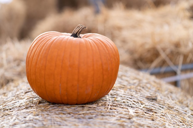 Een pompoen voor Halloween ligt op een baal stro Groenten oogsten