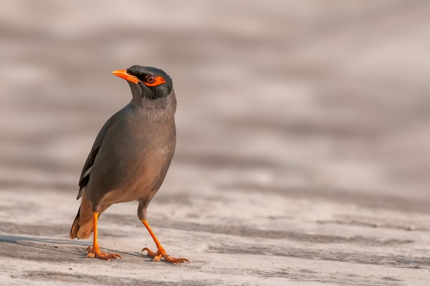 Een portret van bankmyna in mooi licht