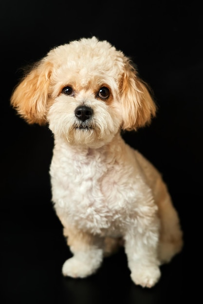 Een portret van beige Maltipoo-puppy op een zwarte achtergrond
