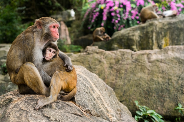 Een portret van de Resusaap macaque moeder aap voeden en beschermt haar schattige baby kind in tropische natuur bos park van Hainan, China. Wildlife scène met gevaar dier. Macaca mulatta.