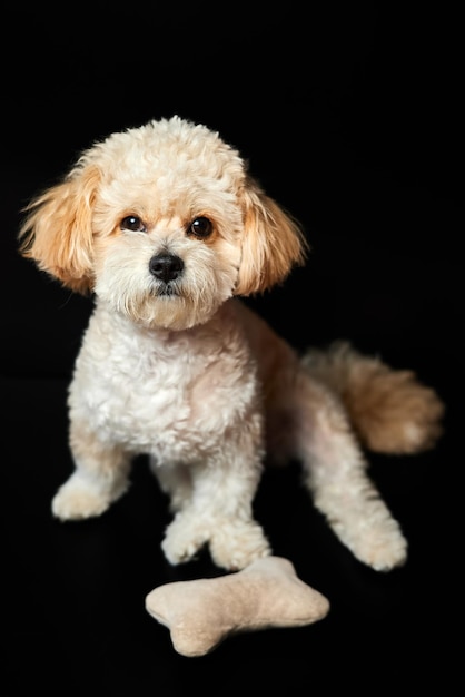 Een portret van een beige maltipoo-puppy met een speelgoedbot op een zwarte achtergrond