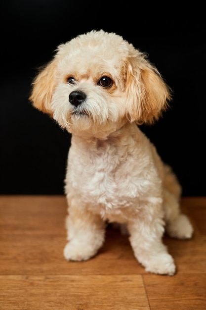 Een portret van een beige Maltipoo-puppy