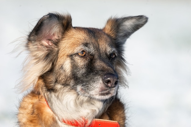 Een portret van een grote zwerfhond van gemengd ras herdershond taras af aan de zijkant tegen een winter witte achtergrond