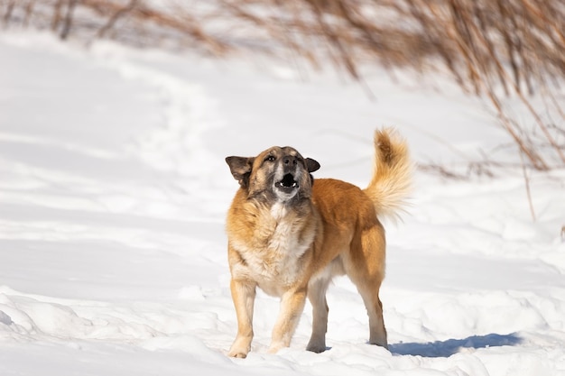 Een portret van een grote zwerfhond van gemengd ras Herdershond taras naar de zijkant tegen een witte winterachtergrond Kopieer de ruimte De ogen van de hond zoeken naar zijn eigenaarx9