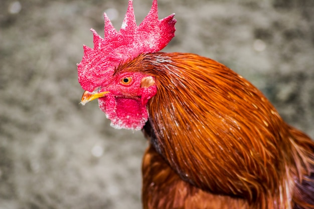 Foto een portret van een mooie bruine haan