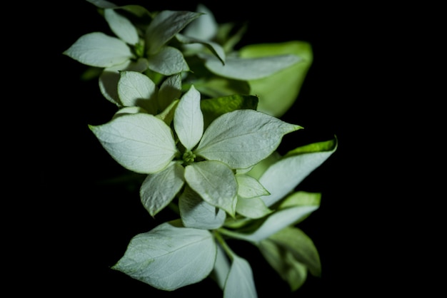 Foto een portret van een mussaenda pubescens bloemen