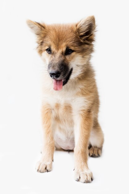 Een portret van een schattige hond, geïsoleerd op een witte achtergrond