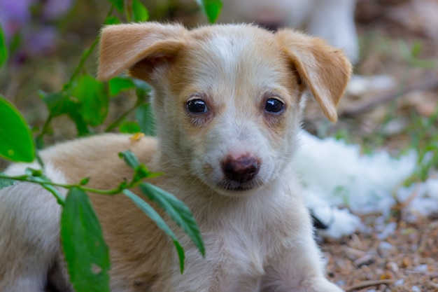 Een portret van een schattige kleine puppy die rustig op de grond zit en in de camera kijkt