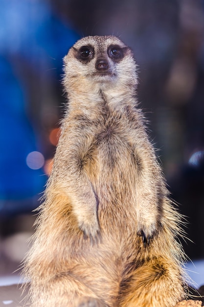 Foto een portret van een stokstaartje