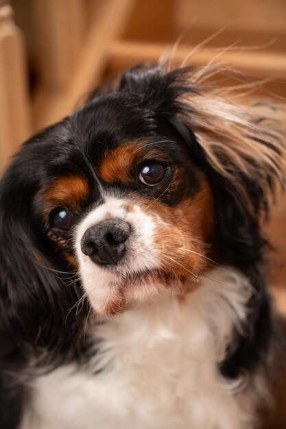 Foto een portret van een volwassen hond genomen in het interieur van het huis een hond die op de trappen van de trap poseert