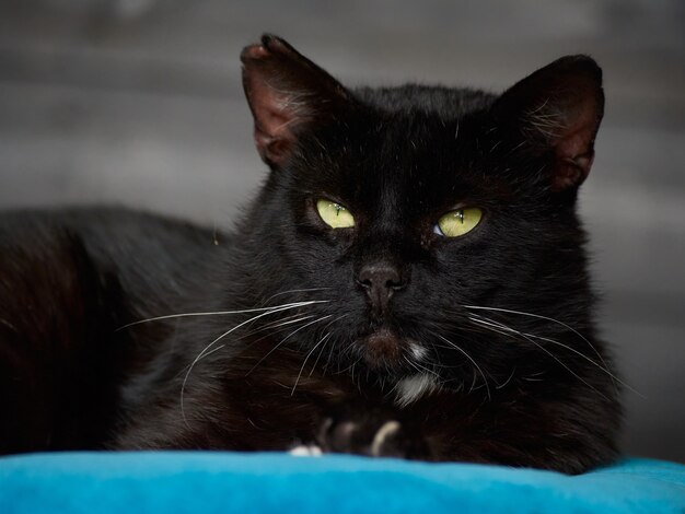 Een portret van een zwarte kat liggend op een blauw kussen