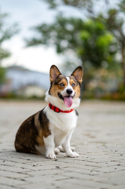 Een portret van pembroke welsc corgi met bokehachtergrond in het park in de ochtendwandeling