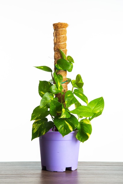 Een pot met Golden Pothos plant