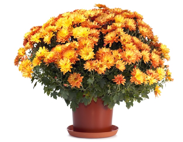 Een pot met mooie oranje herfst chrysanten geïsoleerd op wit