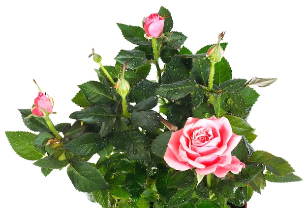 Een pot met prachtige roze bloemen geïsoleerd op wit