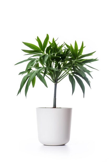 Een potplant met een groen blad erin