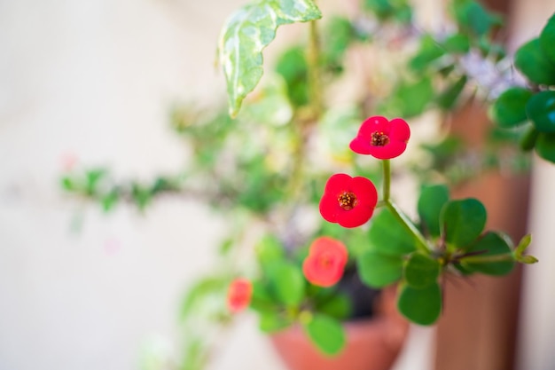 Een potplant met rode bloemen op de achtergrond