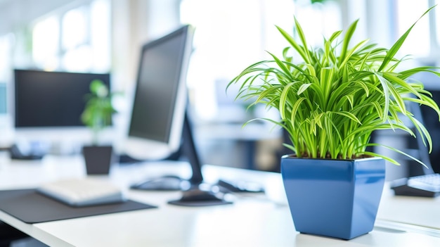 Een potplant op een bureau in een helder modern kantoor.