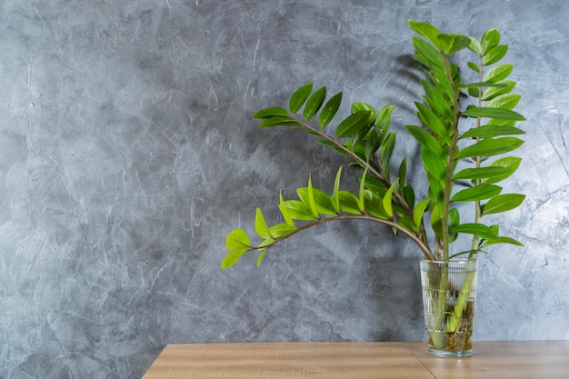 Foto een potplant op een houten tafel in een moderne woonkamer de plant is groen met grote glanzende bladeren de bladeren zijn gerangschikt in een spiraalpatroon