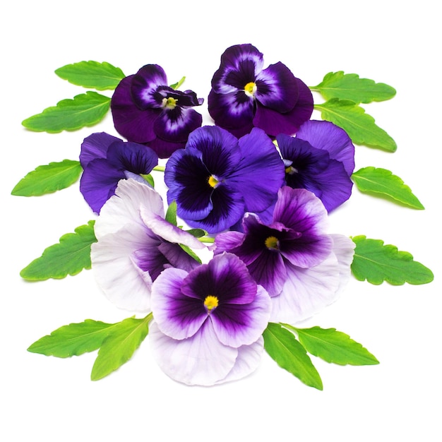 Een prachtig boeket met paarse viooltjesbloemen. Tak en blad met een knop. Blauw. Platliggend, bovenaanzicht