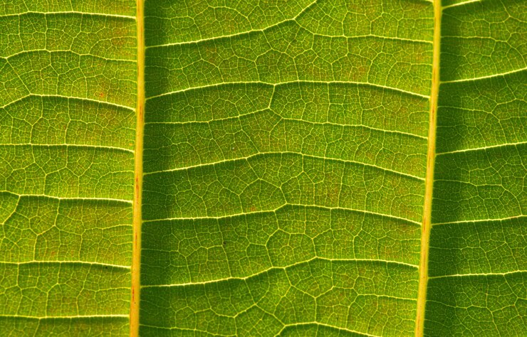 Foto een prachtig jabon blad (anthocephalus macrophyllus) bladnerven