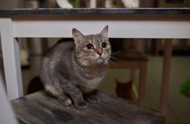 Een prachtig kitten waar anders kan rusten na een dag hard werken, zo niet op de eettafel