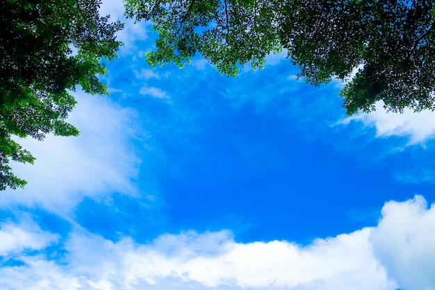 Een prachtig landschap met bomen, blauwe lucht en plantages