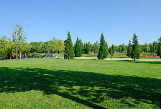 Een prachtig landschap van het park en een recreatiegebied in de stad, een groen veld en een boom, mooie schaduwen van bomen..