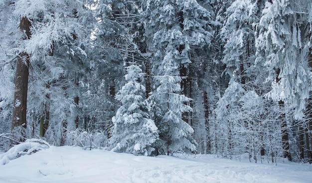 Een prachtig noordelijk winterbos in ijzige rijm en sneeuw