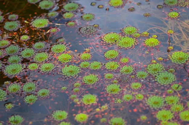 Een prachtig panoramisch uitzicht op de botanische tuin in brasilia brazil