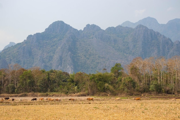 Een prachtig panoramisch uitzicht op Vang Vieng in Laos