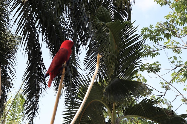 Een prachtig uitzicht op Bird Park in Bali, Indonesië