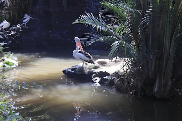Een prachtig uitzicht op Bird Park in Bali, Indonesië