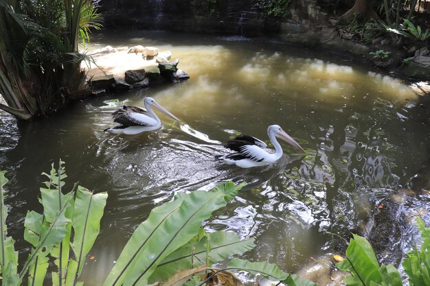 Een prachtig uitzicht op Bird Park in Bali, Indonesië